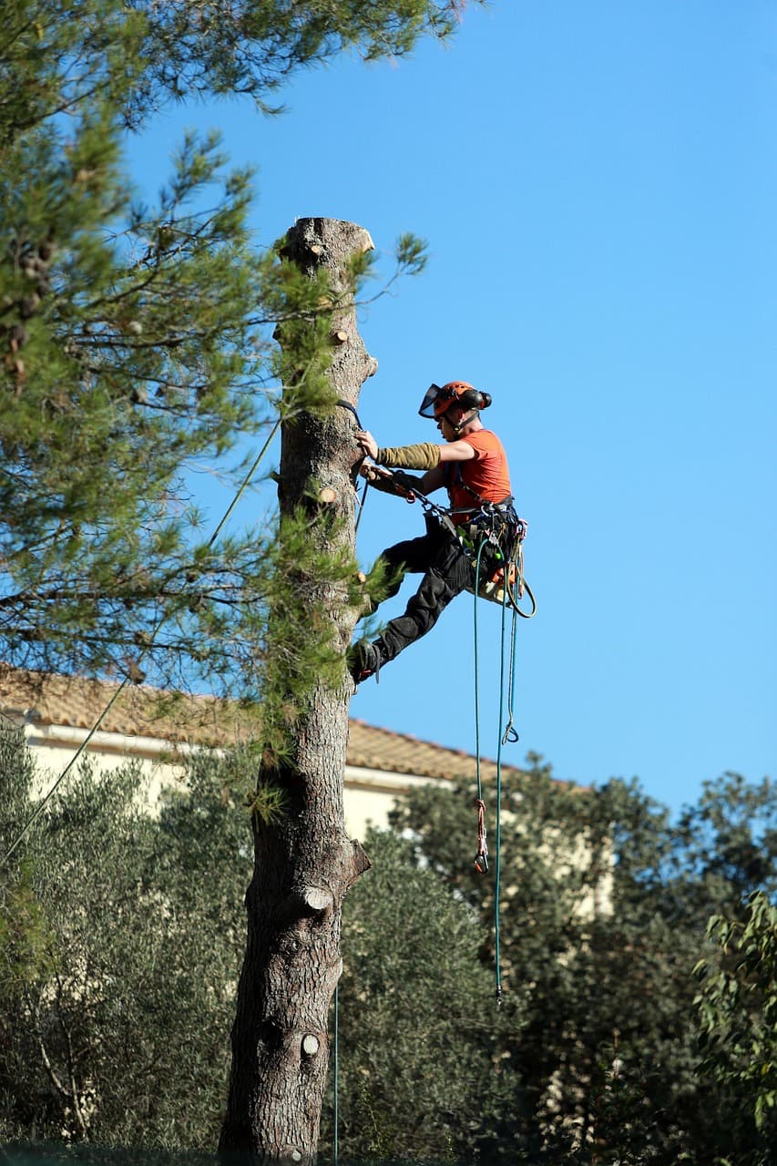 Safe tree removal in a tight space