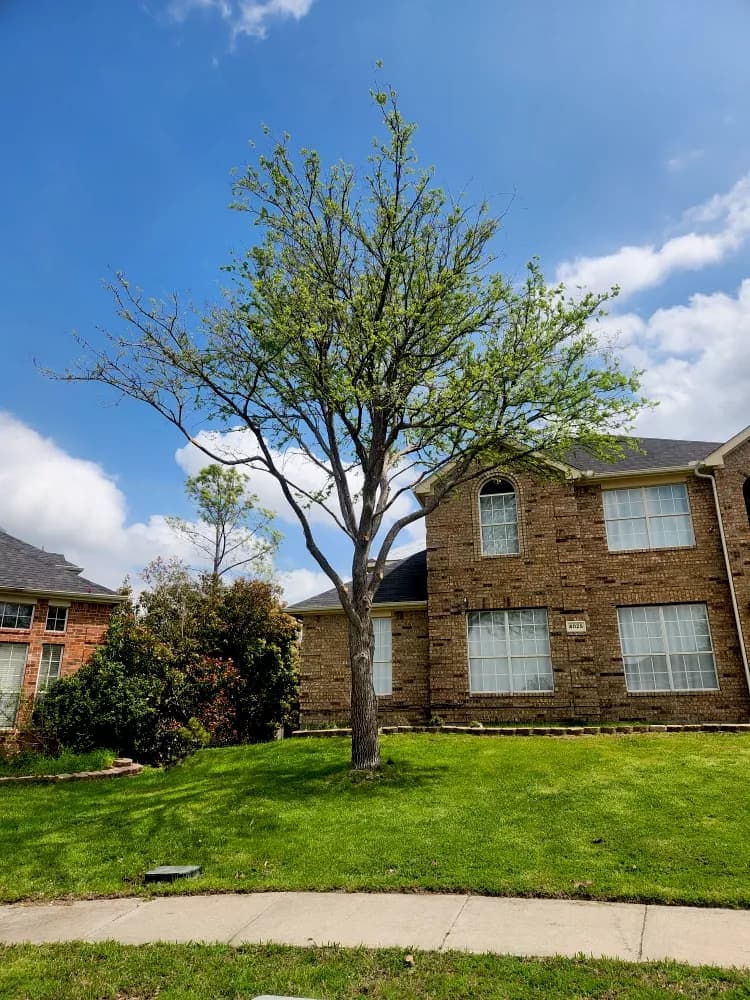 Tree Trimming & Pruning service in Prosper